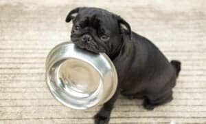 The Top Victor Classic Dog Food: What You Need to Know Picture