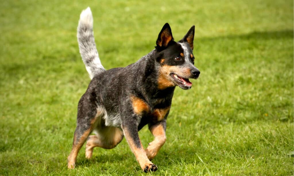 Australian Cattle Dog vs Blue Heeler