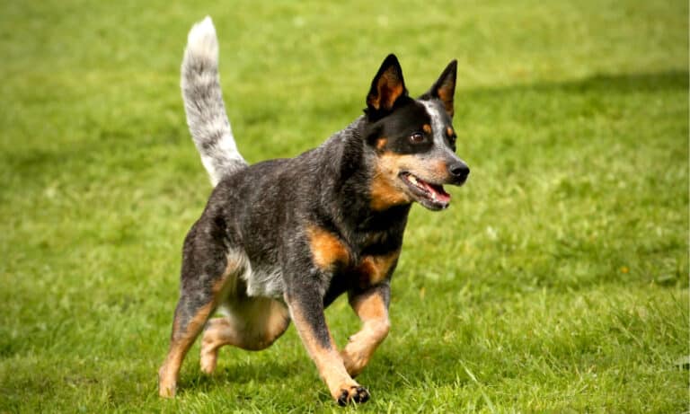 10 Incredible Australian Cattle Dog Facts - A-Z Animals