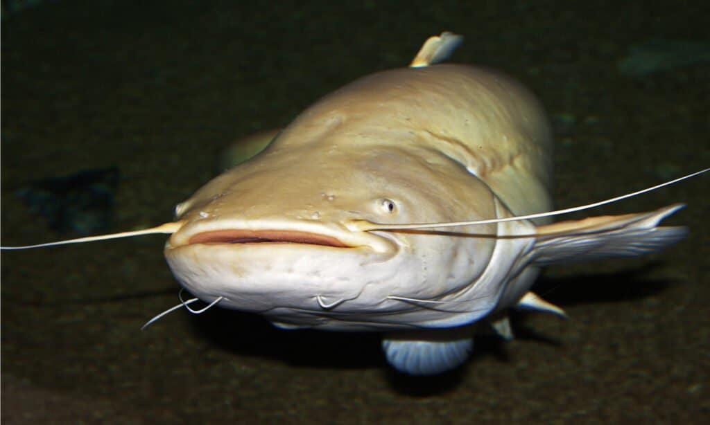 Wels catfish under water