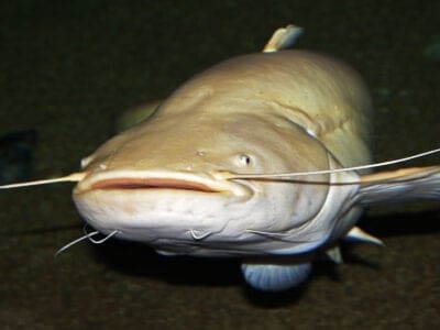 Wels Catfish Picture
