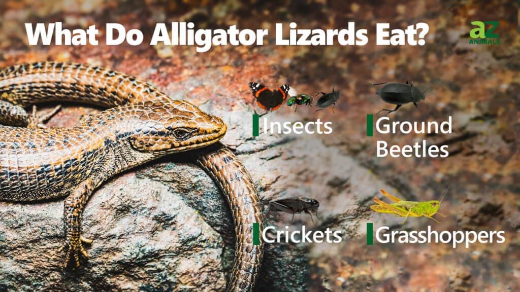 Telling Alligator Lizards from Fence Lizards