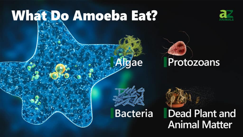 What Do Amoebae Eat? Their Diet Explained. - AZ Animals