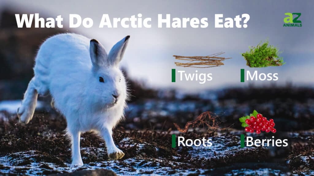 what animals eat arctic wolf