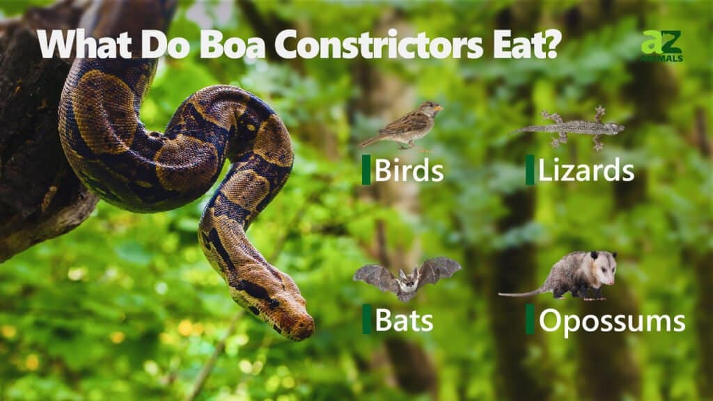 What Do Boa Constrictors Eat