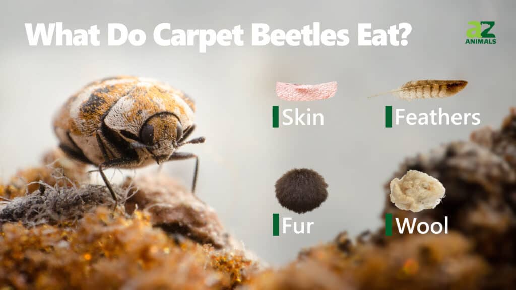 What Do Carpet Beetles Eat? Their Diet Explained. - A-Z Animals