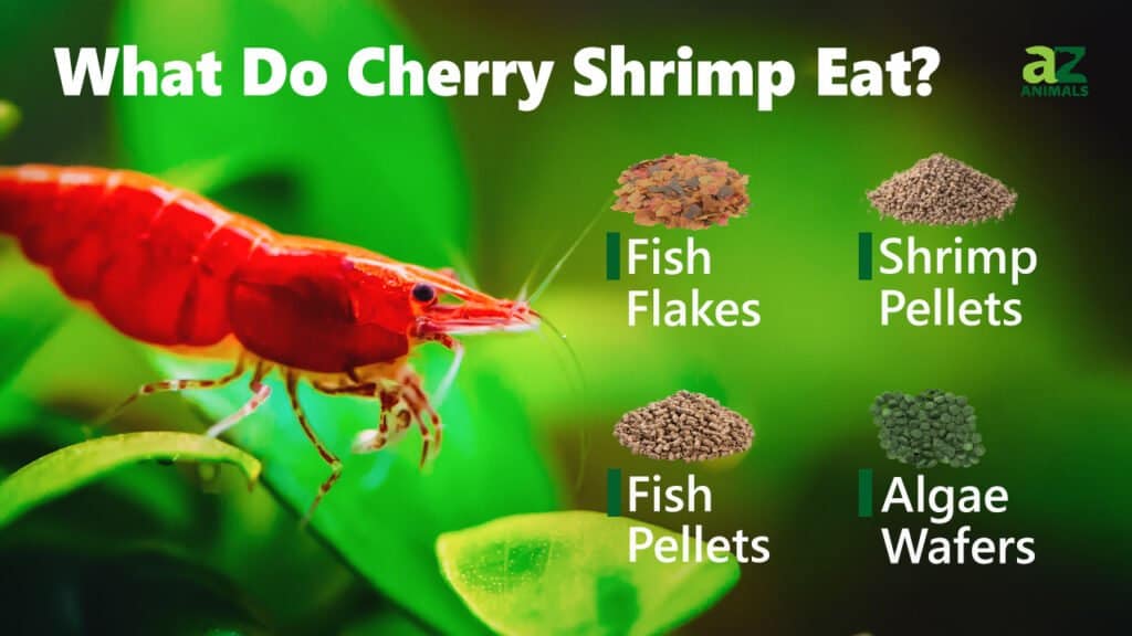 do shrimp eat bloodworms