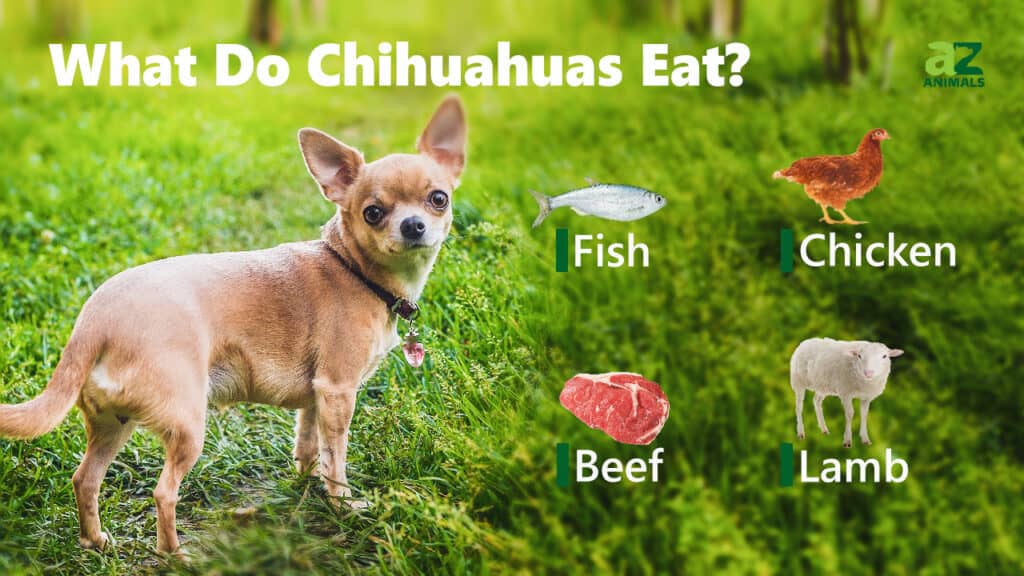 how much should a chihuahua eat?