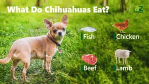 What Do Chihuahuas Eat? Their Diet Explained. Picture