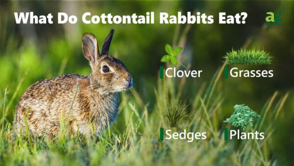 What Do Cottontail Rabbits Eat? - A-Z Animals