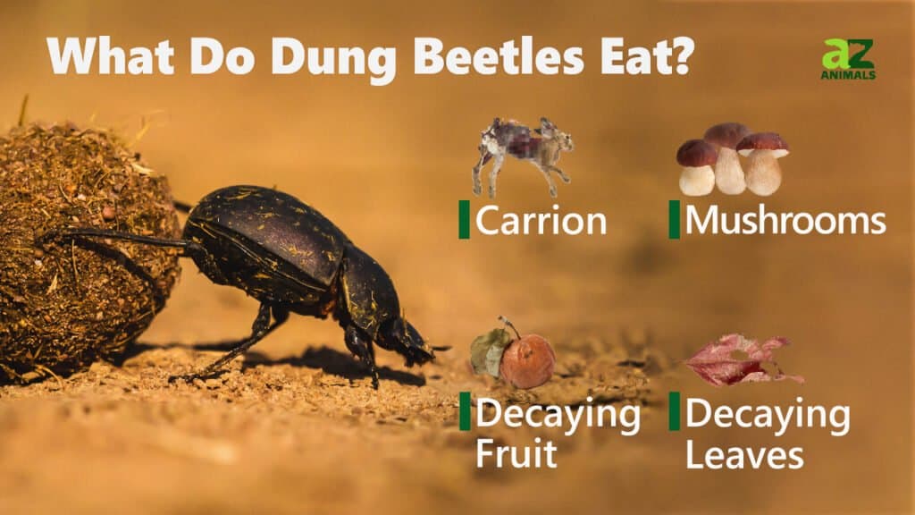 What Do Dung Beetles Eat? - IMP WORLD