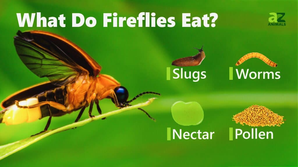 what-do-fireflies-eat-imp-world