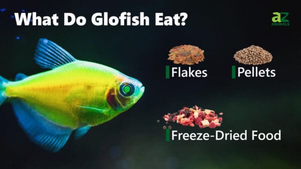 What Do Glofish Eat? - A-Z Animals