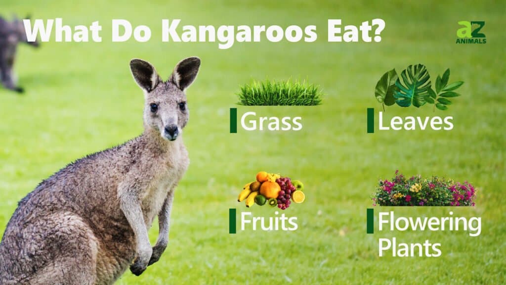 What Do Kangaroos Eat? IMP WORLD