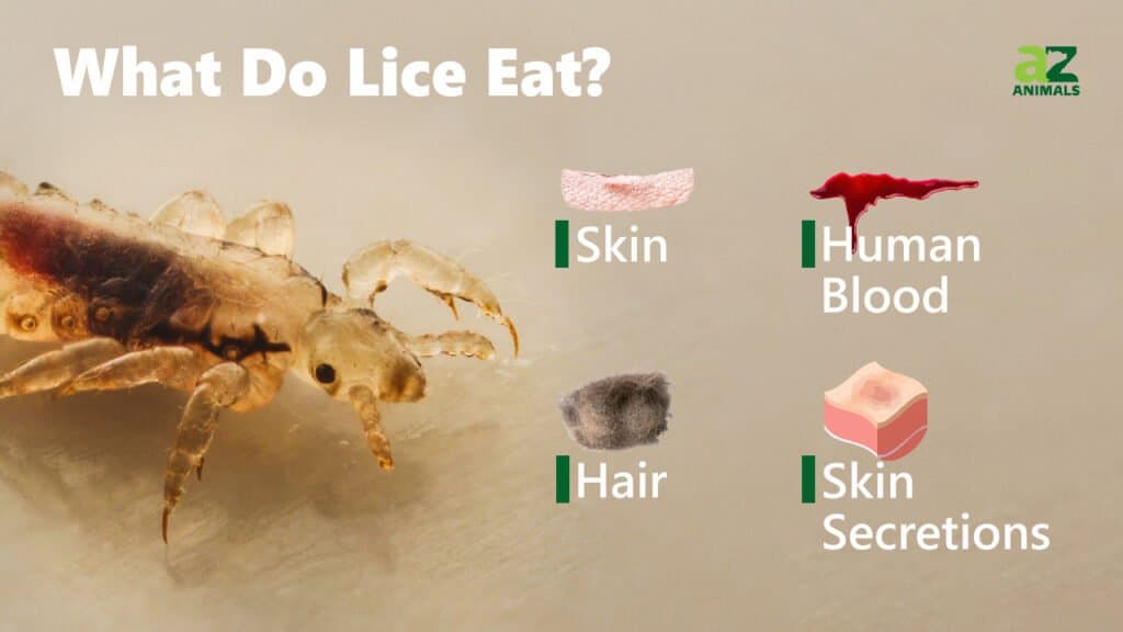 What Do Lice Eat? Their Diet Explained - AZ Animals