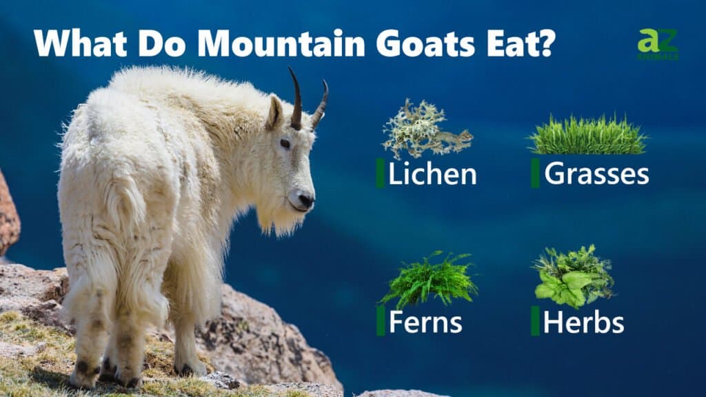 What Do Mountain Goats Eat Their Diet Explained IMP WORLD