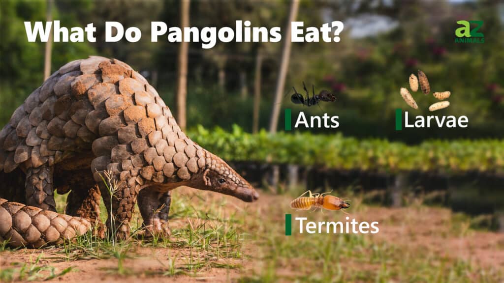 pangolin diet