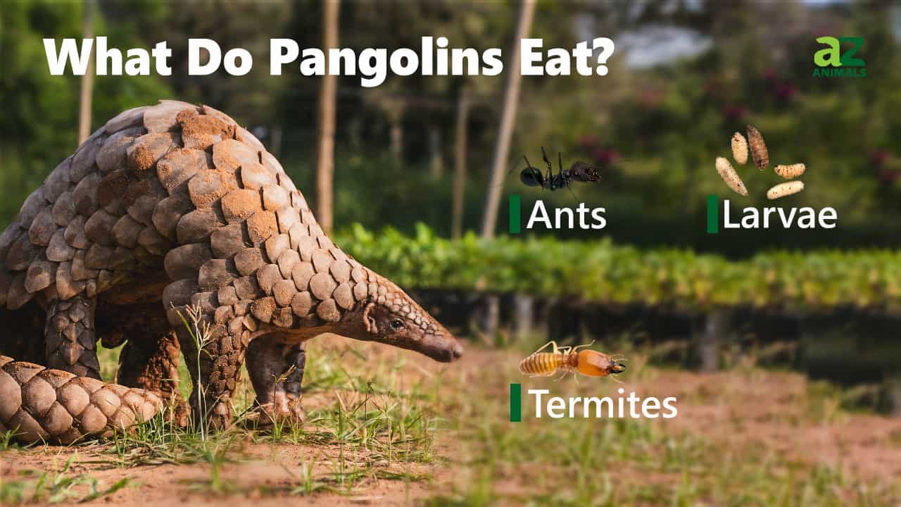 What Do Pangolins Eat? Explore their Specialized Diet AZ Animals