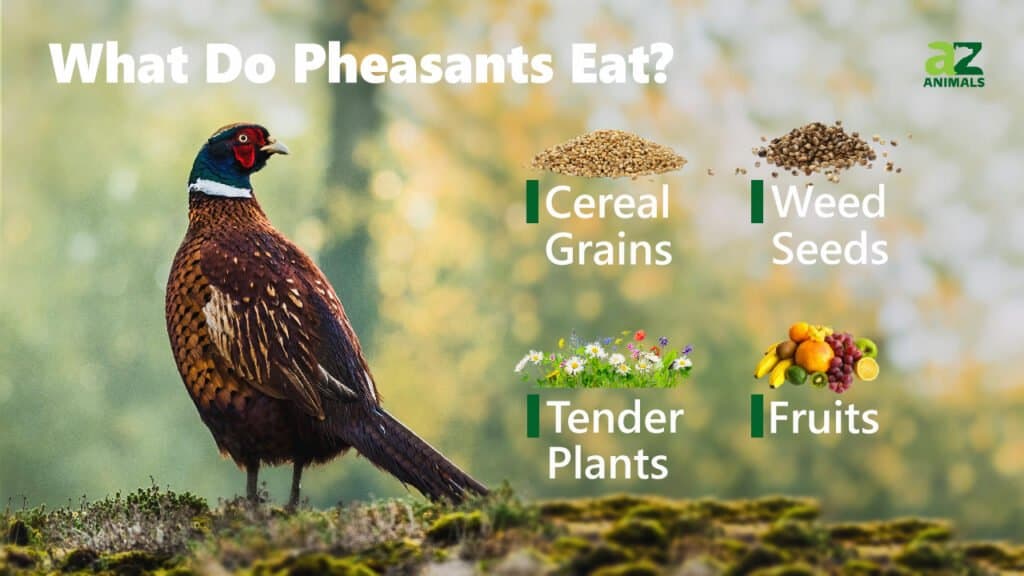What Do Pheasants Eat