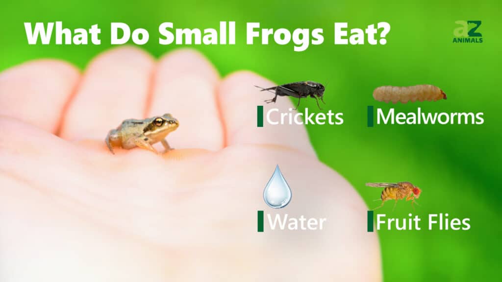 How do you get frogs to eat?