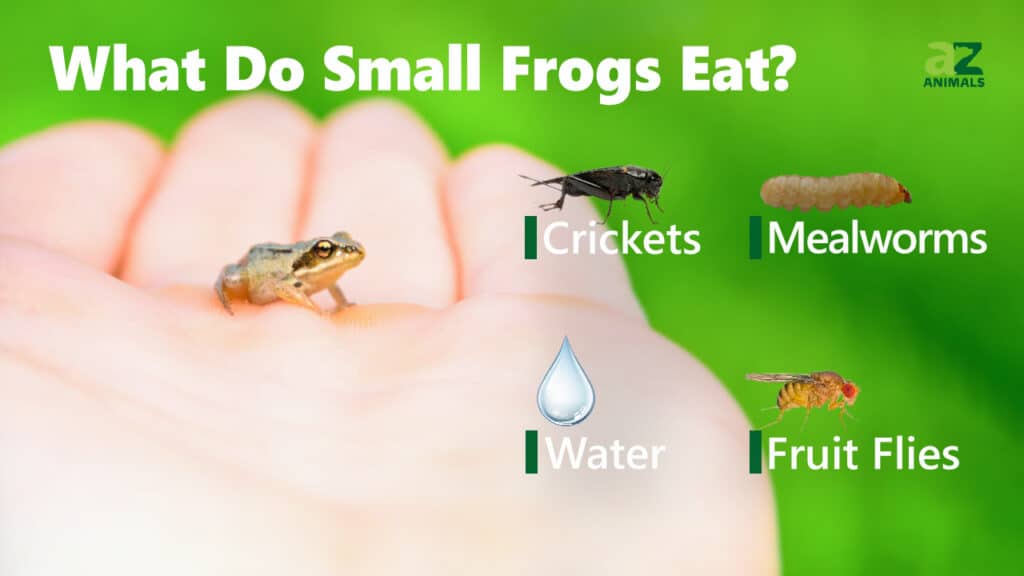 What Do Small Frogs Eat? Their Food Choices Explained. - IMP WORLD