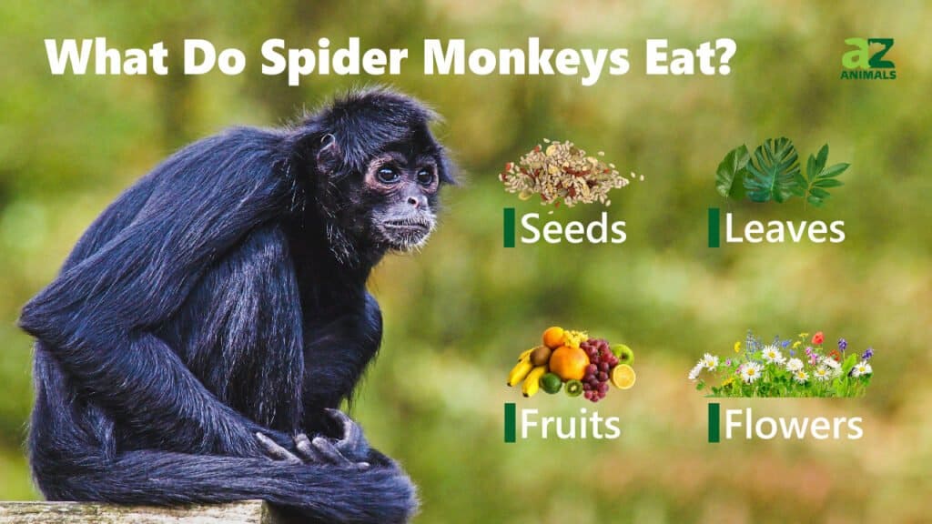 What Do Spider Monkeys Eat (1)