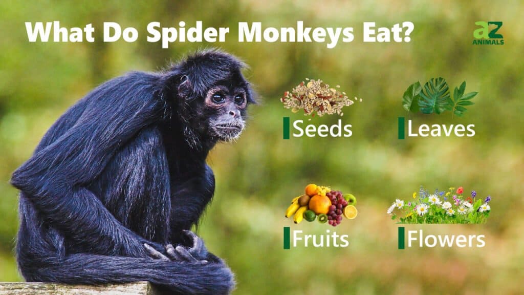 Spider Monkey Animal Facts  Simia Paniscus - A-Z Animals