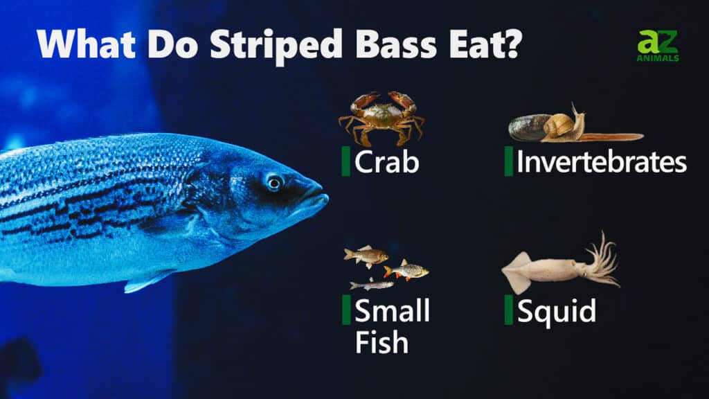 What Do Striped Bass Eat