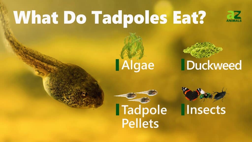 can you feed tadpoles fish food