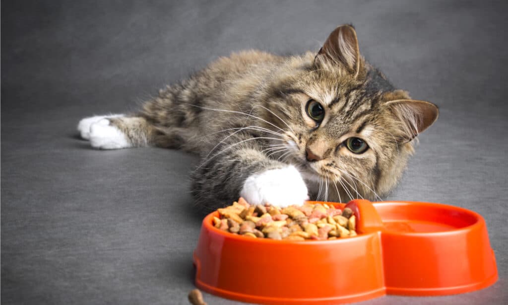 Wholehearted cat food