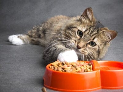 A The Best Wholehearted Cat Food: Reviewed
