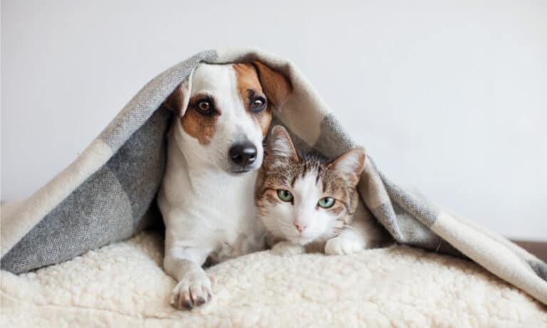 Wholehearted pet food
