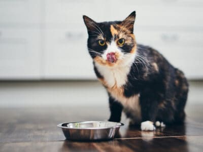 A The Best Wholehearted Wet Cat Food: Reviewed