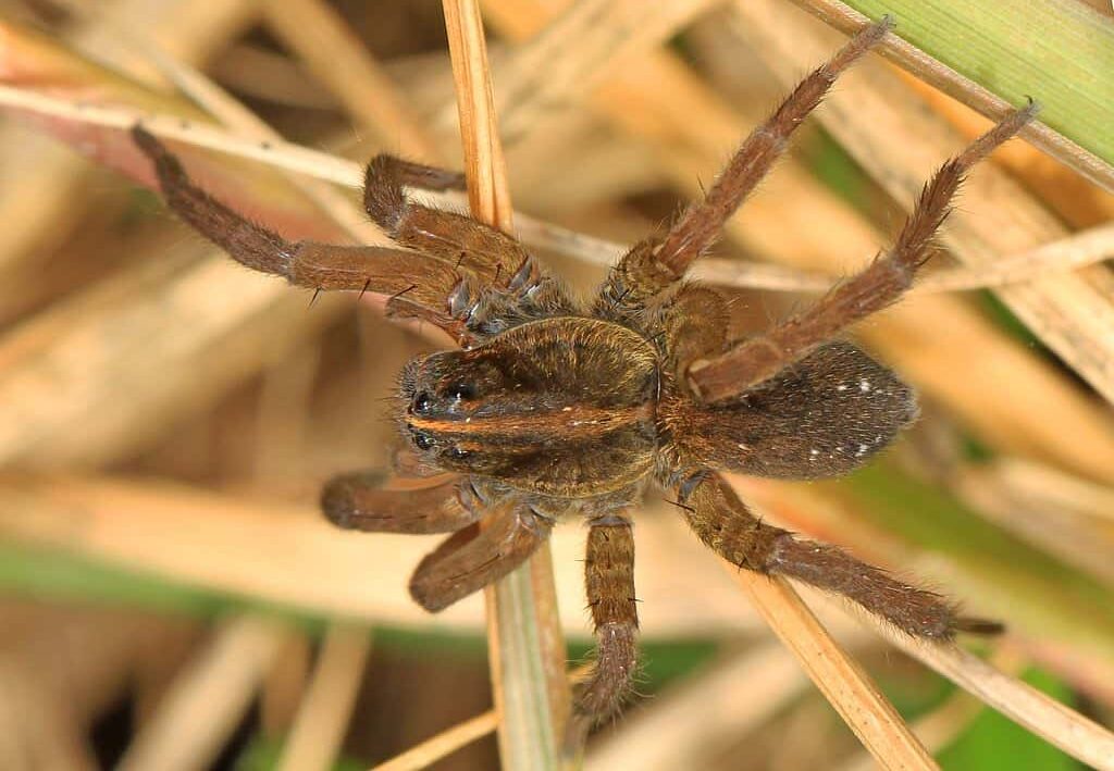 wolf spider web