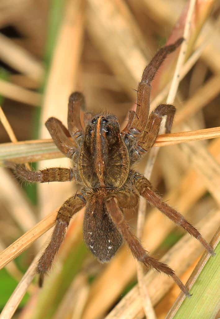 Common Spiders of Maryland - Maryland's Wild Acres