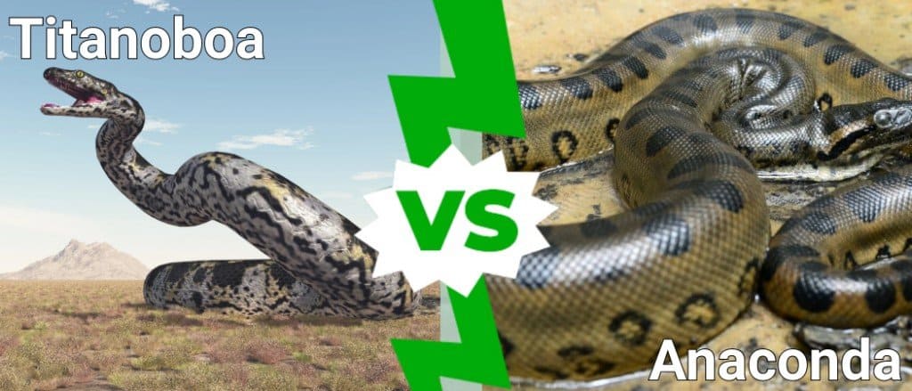 Titanoboa vs Anaconda: What Are the Differences? - A-Z Animals