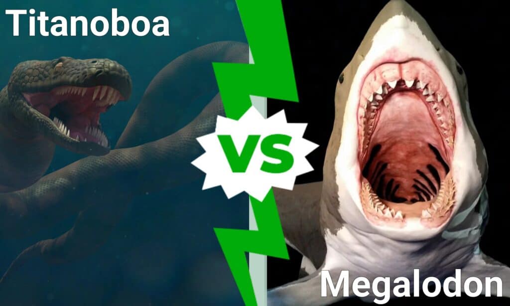 madtsoia vs titanoboa