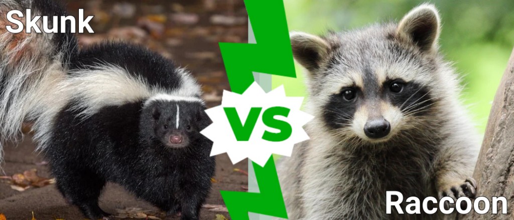 Skunk vs Raccoon: Who Would Win In A Fight? - IMP WORLD