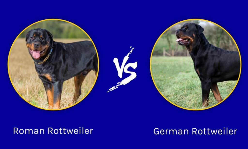 roman rottweiler vs german rottweiler