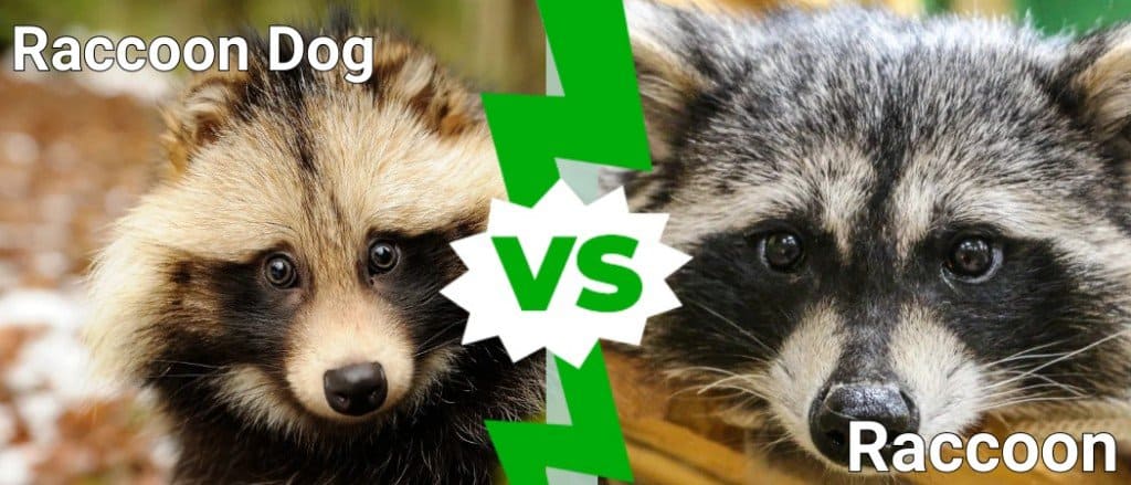 Raccoon Dog Vs Raccoon: What Are the Differences? - IMP WORLD