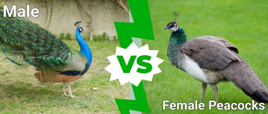 male vs female peacocks