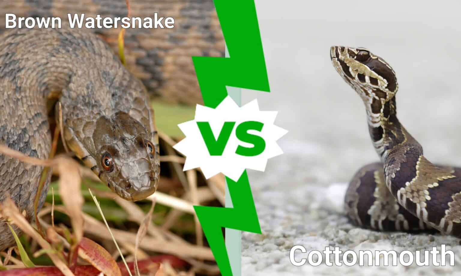 Brown Watersnake vs Cottonmouth - IMP WORLD