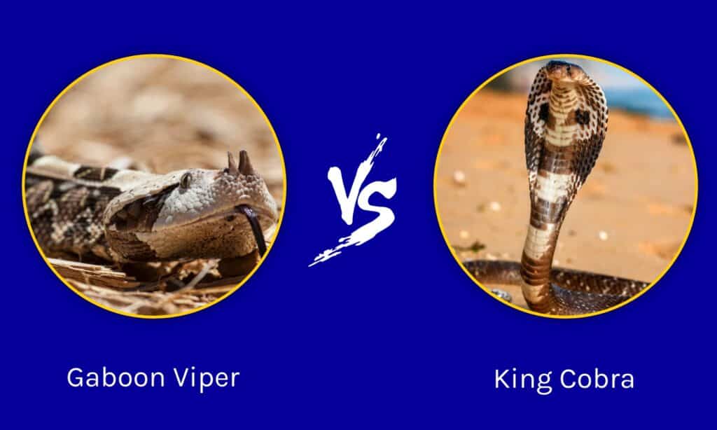 Gaboon Viper Vs King Cobra