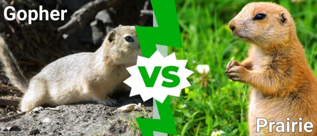 is a groundhog and prairie dog the same