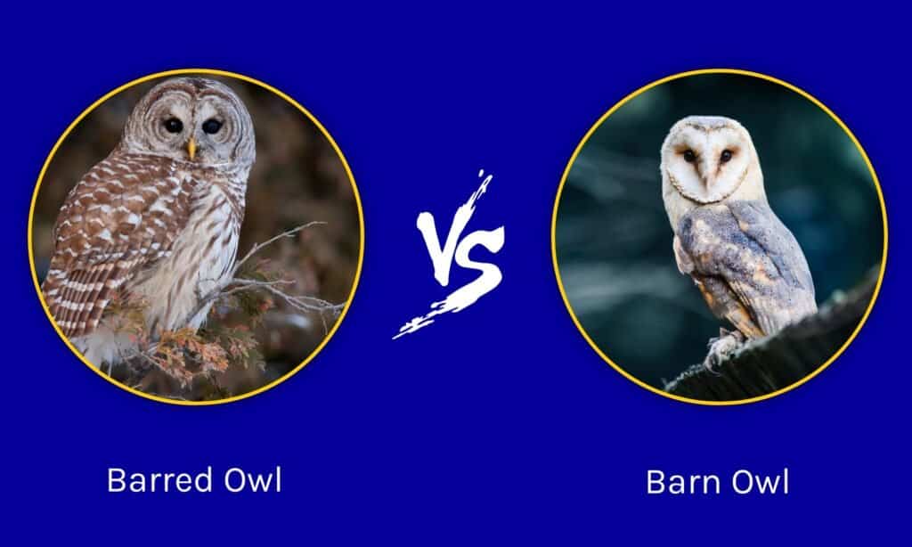 Barred Vs Barn Owls Key Differences Explained Imp World 