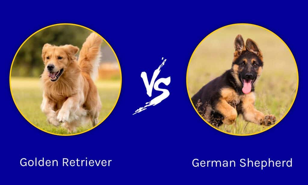 Golden Retriever vs German Shepherd