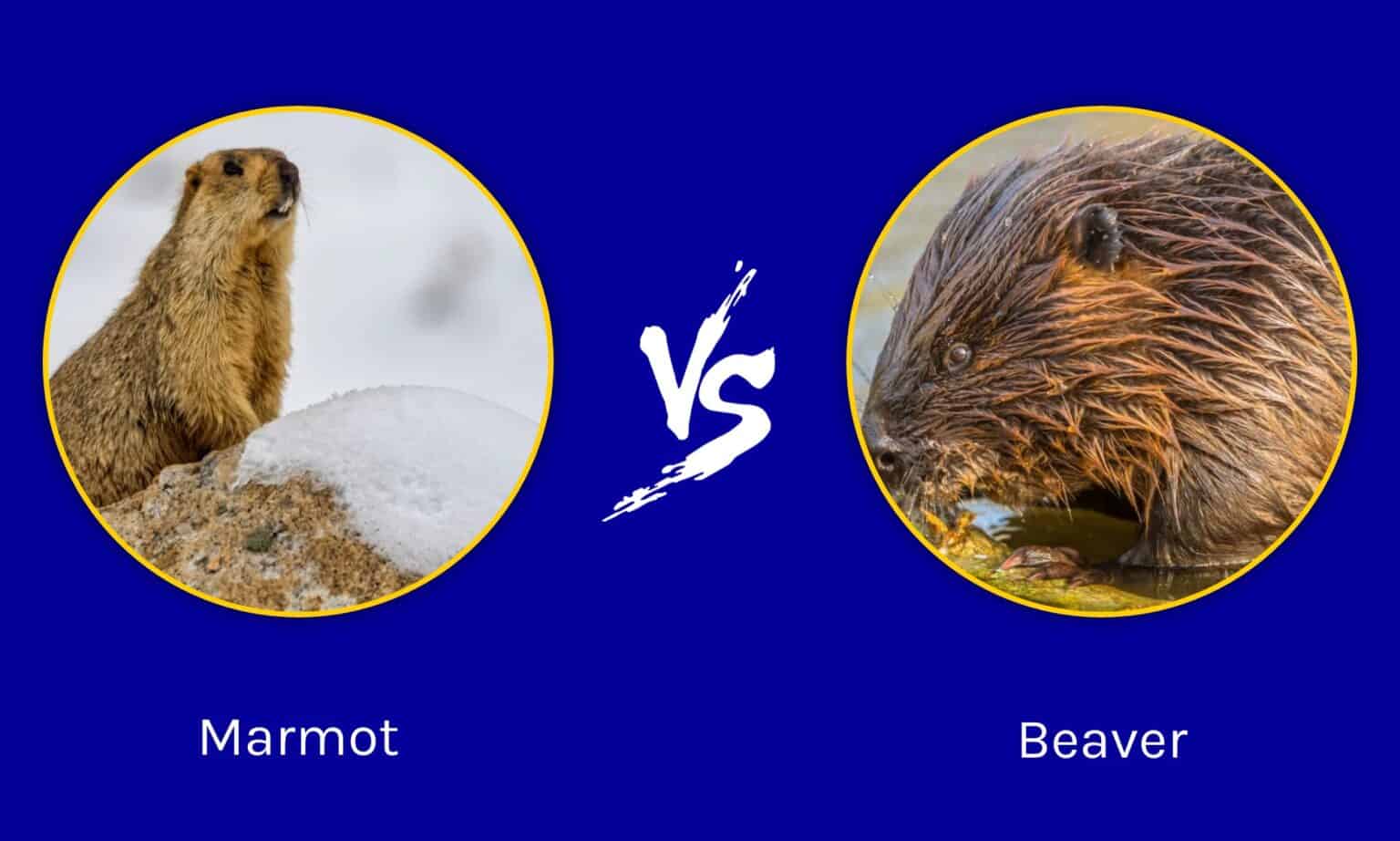 Marmot vs Beaver Key Differences Explained AZ Animals
