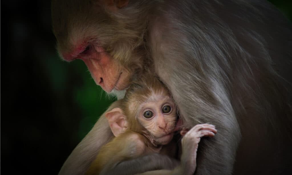 mother and baby macaque