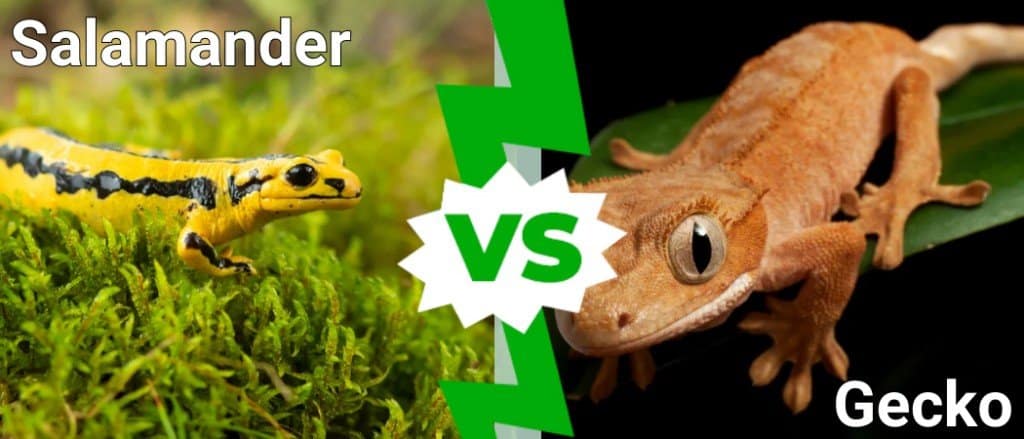 Salamander Vs Gecko