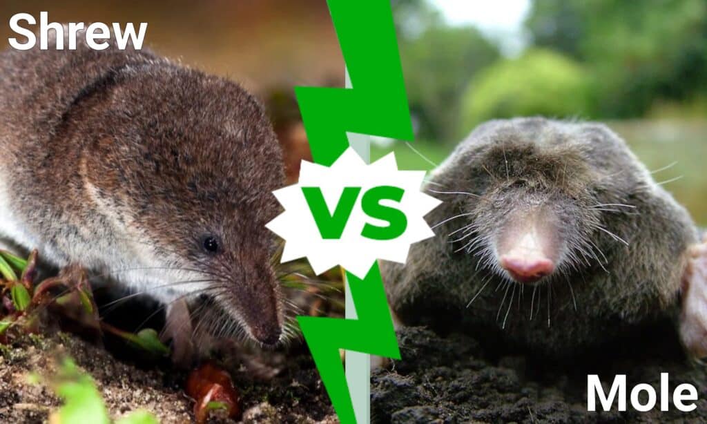 shrew vs mole